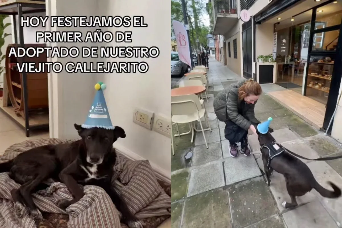 Imagem da matéria: Cão idoso resgatado ganha festa para comemorar um ano de chegada à família