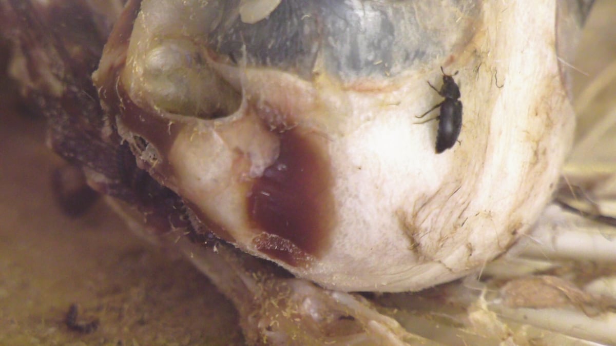 These flesh-eating bugs are straight out of a horror movie. Here’s how they help the Royal Sask. Museum