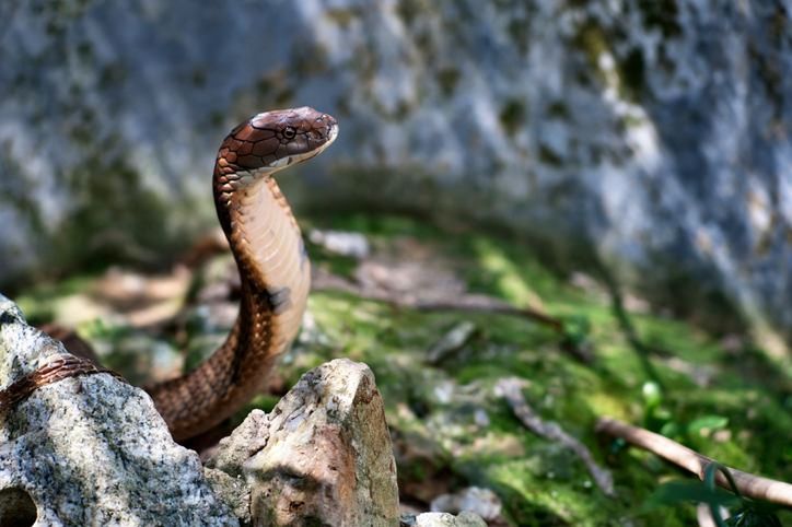 Imagem da matéria: Adolescente do ensino médio mordido por cobra de estimação, destacando a posse ilegal de animais exóticos