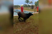 Após o resgate, eles foram deixados aos cuidados dos responsáveis pela propriedade.