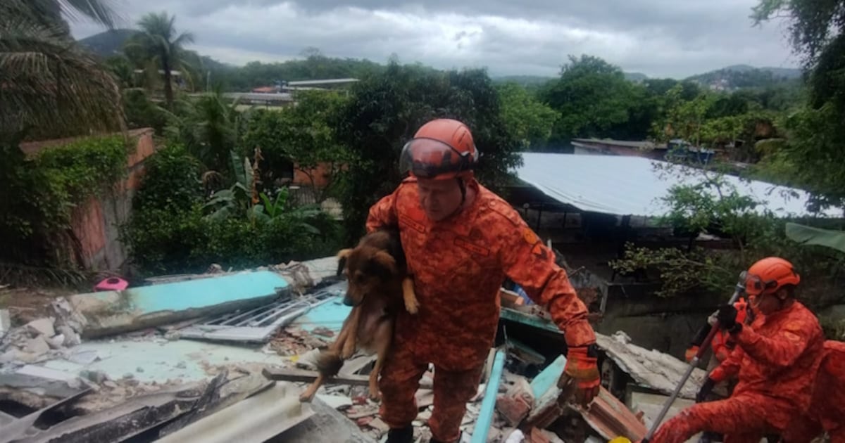 Cão que ficou cinco dias sob escombros é resgatado após moradores escutarem o choro do animal em Niterói (RJ)